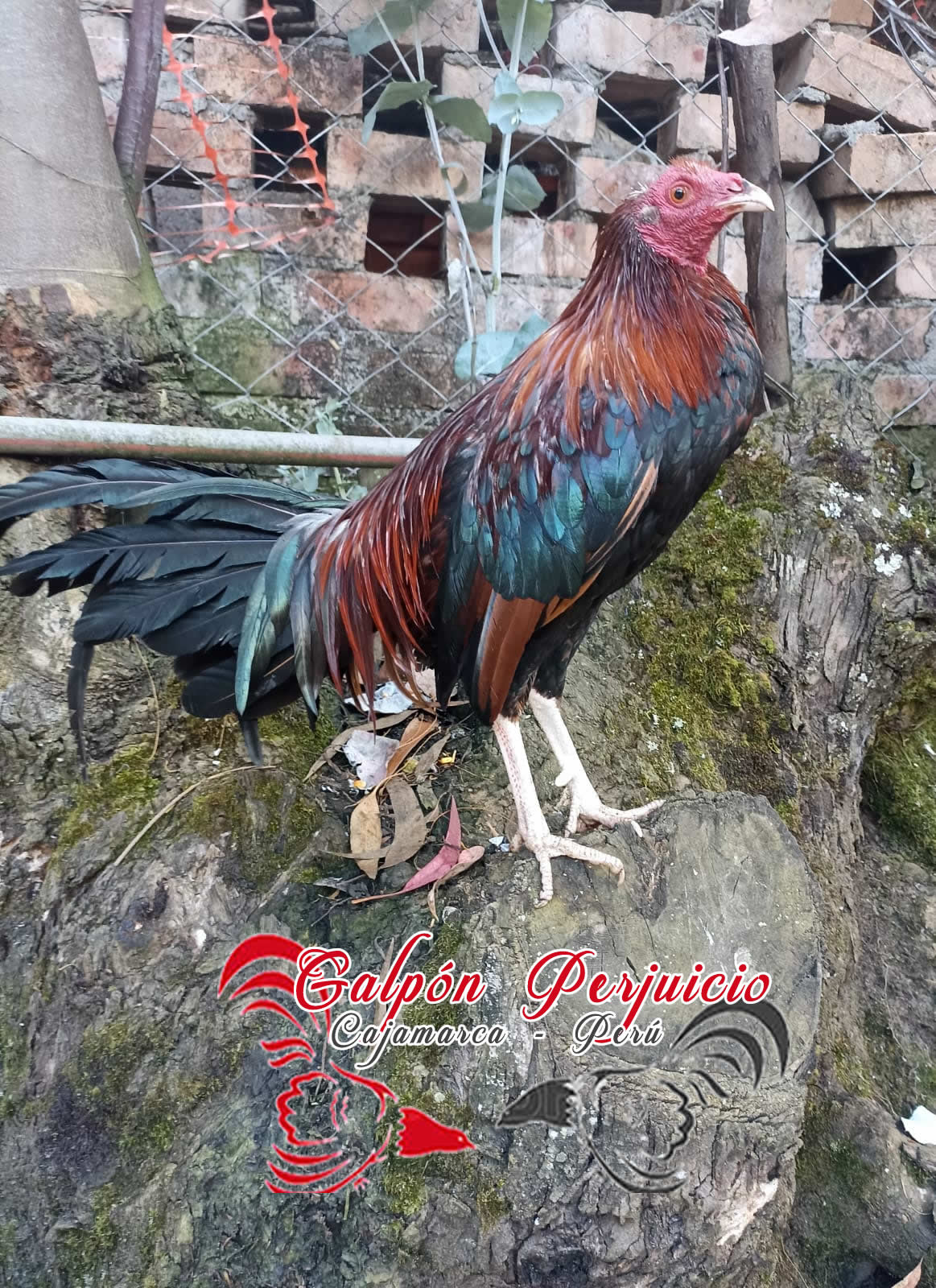 2972a1bd 8f8c 4c2f b71c 8a69c6155198