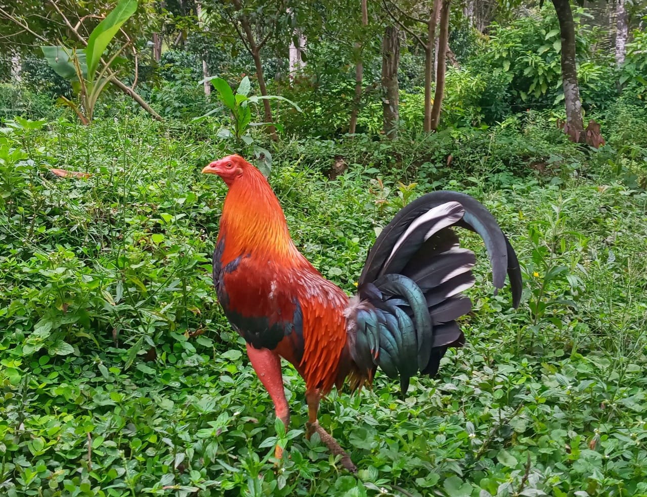 CCJFlorian