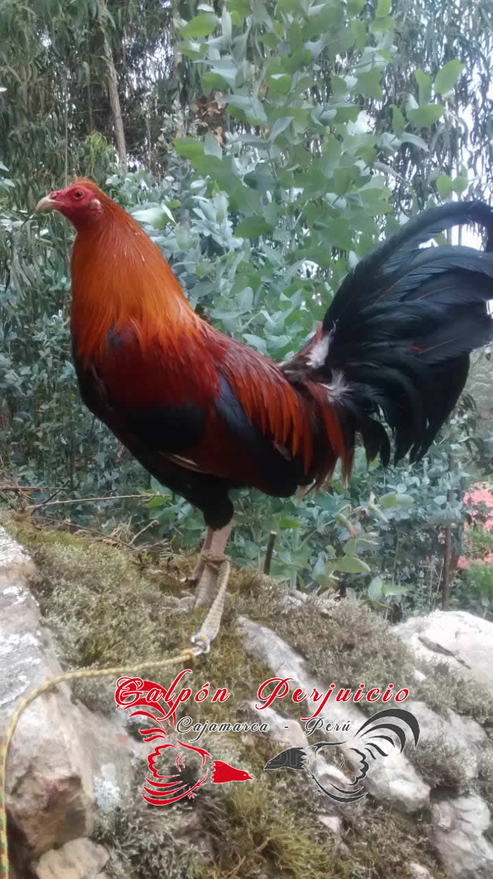 WhatsApp Image 2020 05 12 at 5.14.02 PM