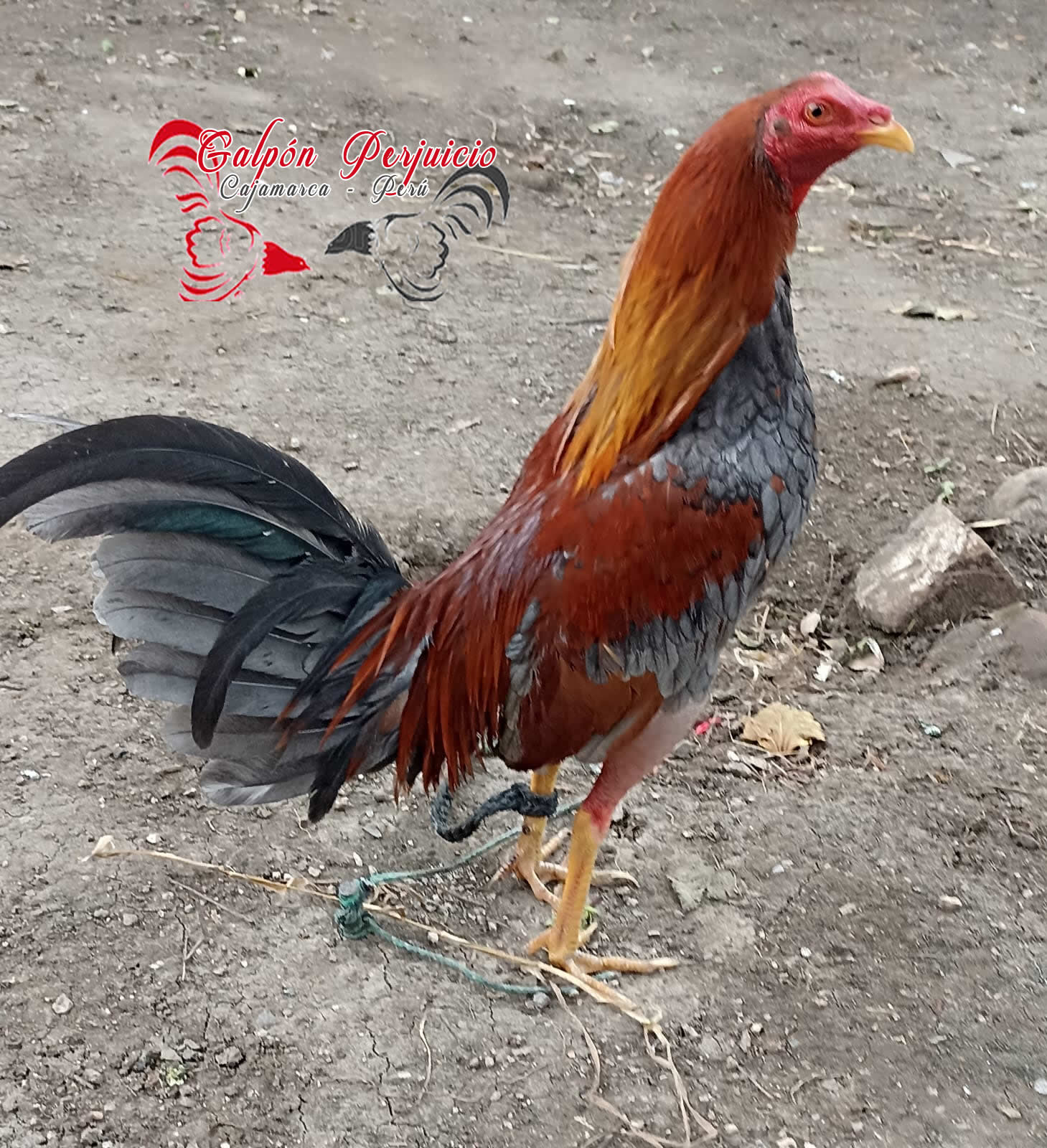 WhatsApp Image 2025 06 12 at 9.12.02 PM